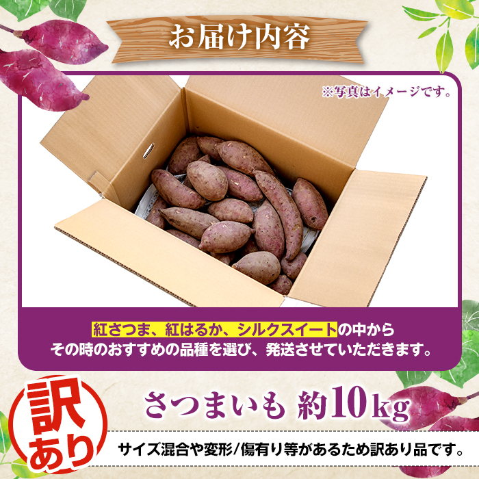 訳あり！さつまいも (約10kg) 鹿児島県 阿久根市 さつま芋 サツマイモ