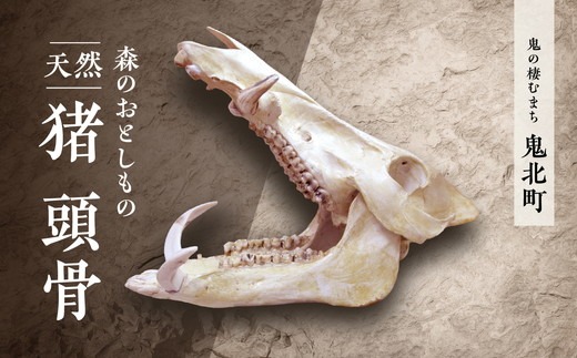 日本猪の頭蓋骨 森のおとしもの 【天然猪】猪の頭骨＜頭骨標本 インテリア 民芸品 工芸