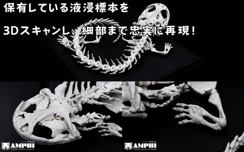 全身 骨格 レプリカ ヘルベンダー 原寸大 / 標本 コレクション