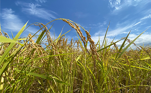 令和7年産 新米 有機栽培米コシヒカリ 石川県加賀市産（合鴨米）精米