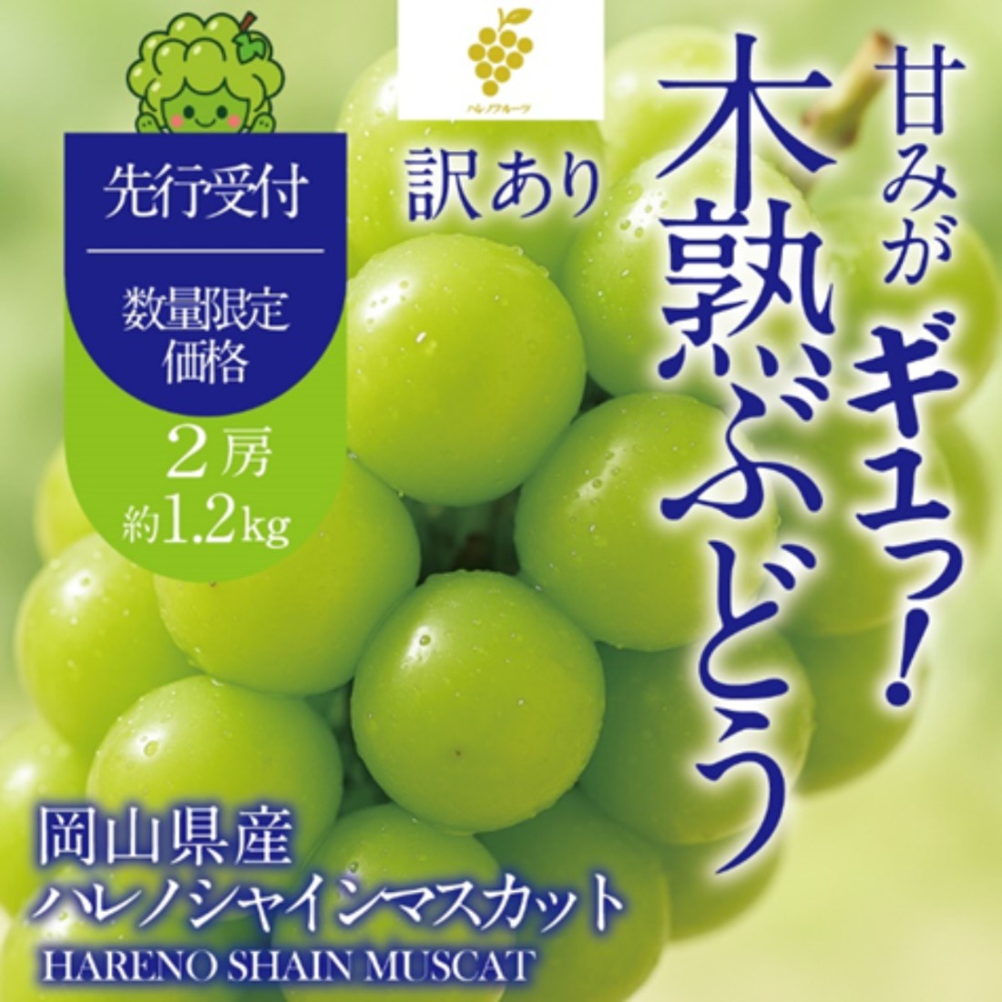 先行予約】【訳あり】木熟ぶどう ハレノシャイン シャインマスカット 2