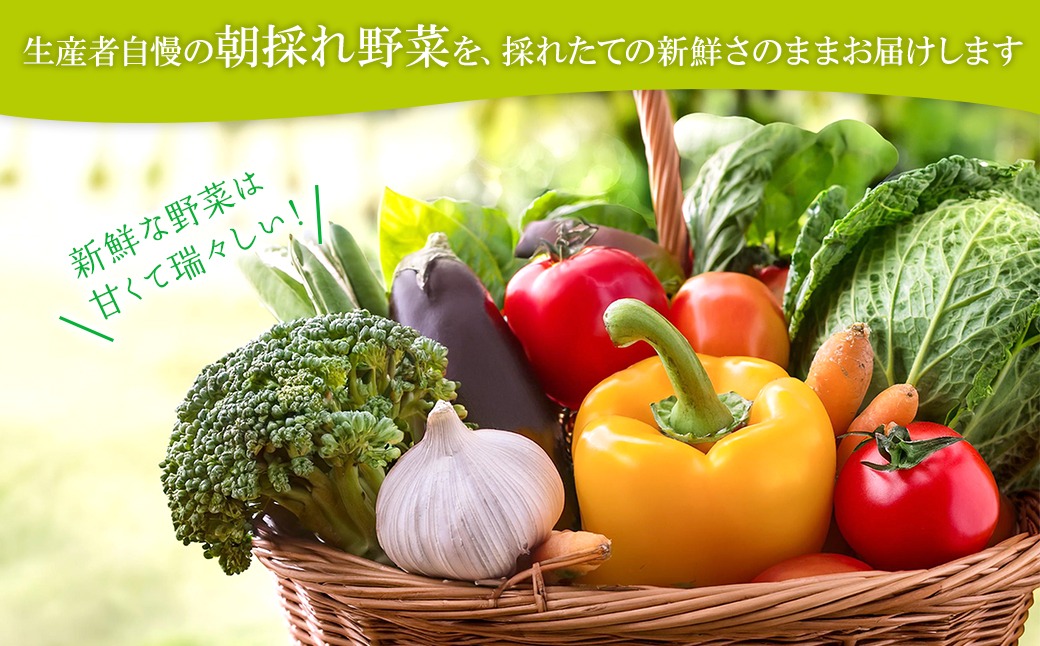K1665 季節の野菜 「道の駅さかいオリジナル」駅⻑おすすめ野菜セット