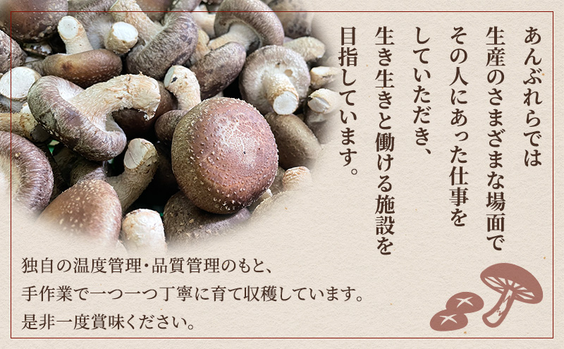 ☆大人気☆ 兵庫県 淡路島産 生しいたけ 2Lサイズ 1㎏ 生椎茸 #10