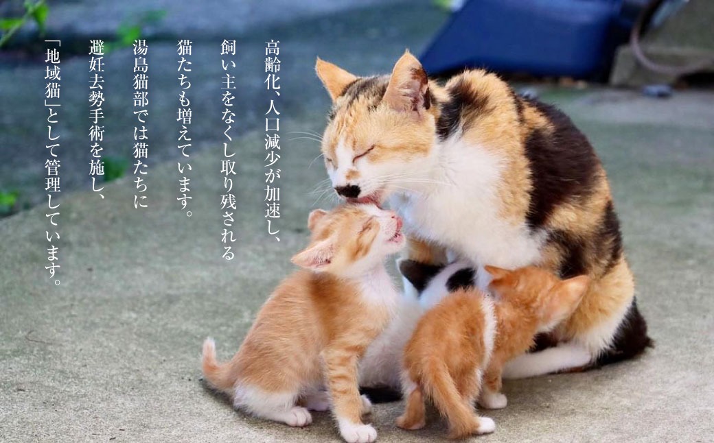 ネコDK vol.6 | 晋遊舎