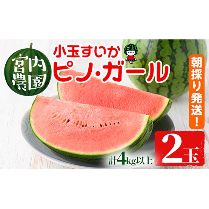 0165005a】小玉すいか・ピノ・ガール(2玉・計4kg以上) 果物 果実