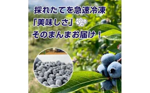 ☆令和7年 冷凍ブルーベリー☆農薬不使用 5㌔ 先行予約：2026年8月中旬以降発送】【余市産無農薬】冷凍ブルーベリー