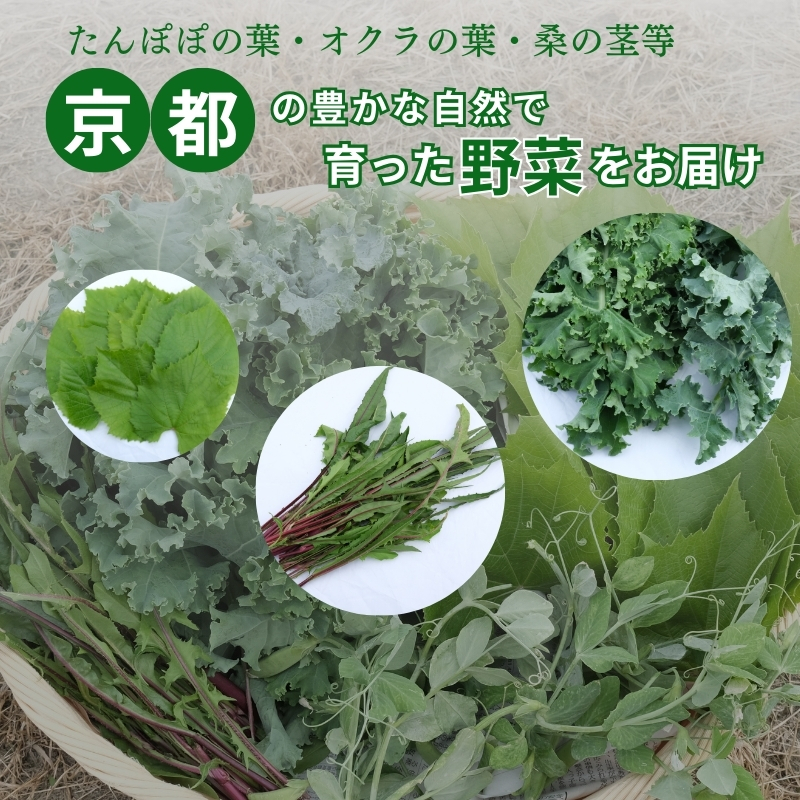 爬虫類用】季節の葉っぱ詰め合わせ【60サイズ】（京都府南丹市