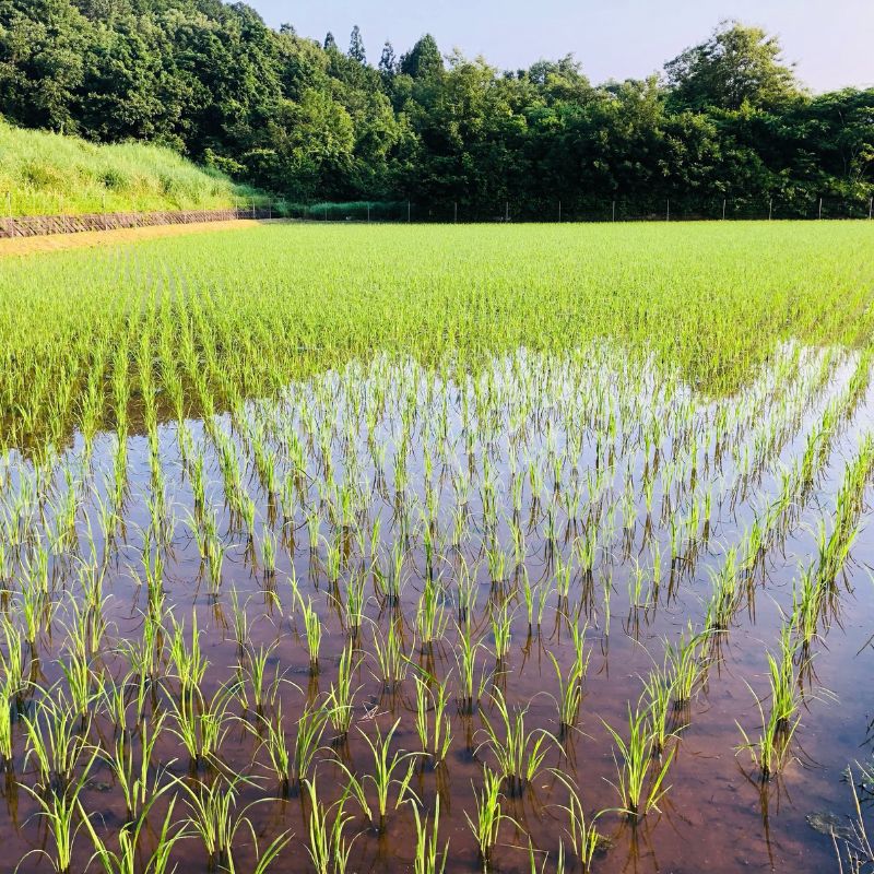 こだわりすぎたお米！自然栽培・天日干しの京都旭一号 白米5kg 栽培