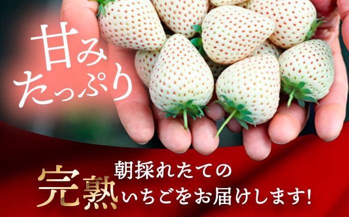 白いちご White Fairy 24粒 果物 いちご フルーツ 愛西市 / くぼ苺農園