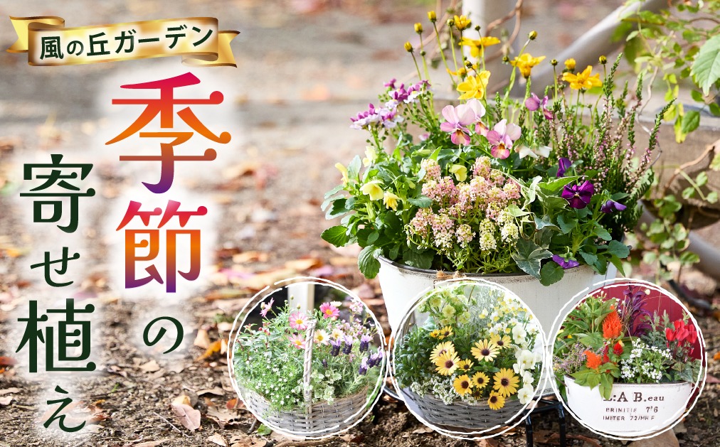 10月頃から発送・お手軽ガーデニング】季節の寄せ植え（風の丘ガーデン