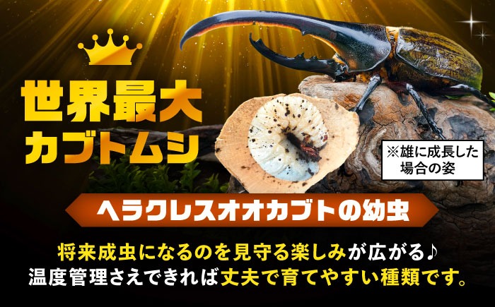 先行予約】 ヘラクレスオオカブト幼虫1匹（2〜3齢）【配送不可地域