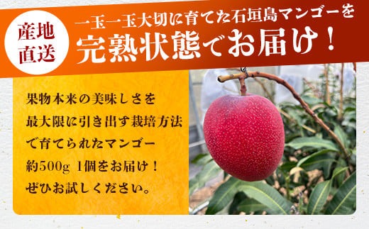2026年6月下旬～7月下旬発送》【先行予約】最高糖度20度！？ 完熟！3L