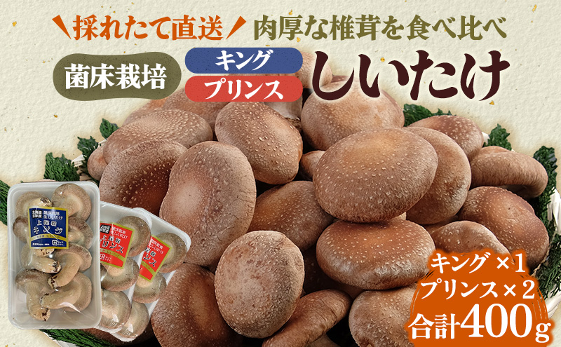 北海道産 厚岸町 上尾幌 菌床栽培 キングしいたけ 1パック プリンス