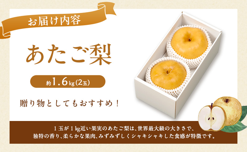 梨 2027年 先行予約 あたご梨 2玉 約1.6kg ナシ なし 岡山県産 国産