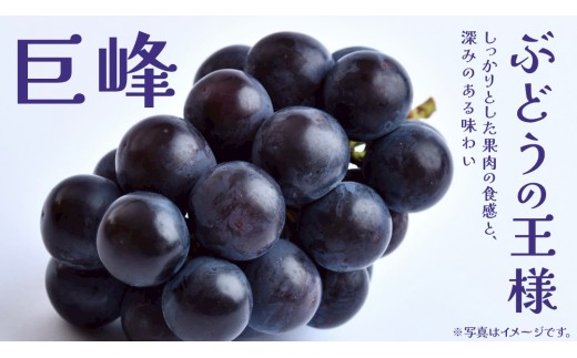 巨峰　出品　13個 50f89f89-b248-4fef-b1e1-