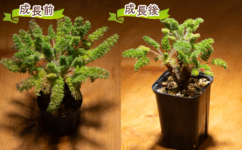 ペラルゴニウム・オレオフィルム（発根済み） 塊根植物 オレオフィルム ペラルゴニウム - 植物 インテリア
