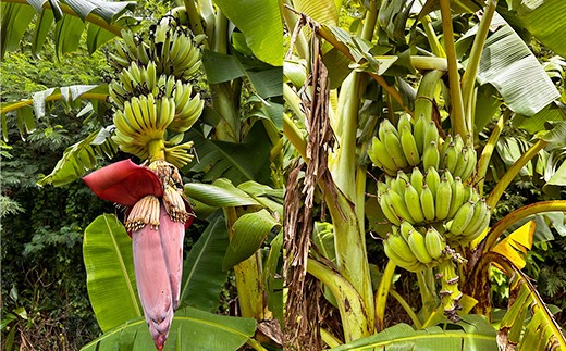 希少栽培種】あかみね熱帯フルーツのアップルバナナ約3kg - 国産 希少