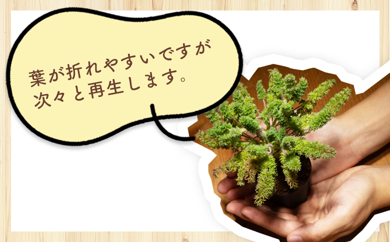 塊根植物 オレオフィルム ペラルゴニウム - 植物 インテリア