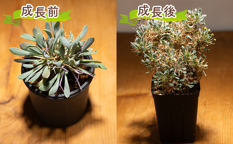 塊根植物 ユーフォルビオイデス オトンナ 塊根植物 植物 黒鬼城