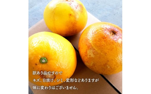 先行予約】マルツジ果樹園の土佐文旦 訳あり品(小玉) 約10キロ 10kg M