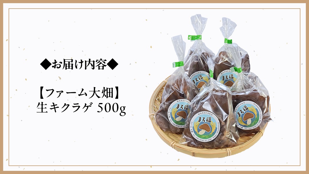 ファーム大畑 】 生キクラゲ 500g きくらげ 国産 国産きくらげ GAP規範