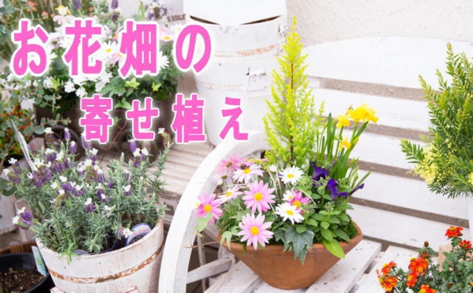 可愛いお花畑の寄せ植え（Mサイズ） （福岡県朝倉市） | ふるさと納税