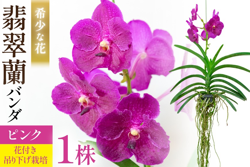 洋蘭 バンダ 特選2株+花なし2株 ハンギング 洋蘭 バンダ 特選2株+花