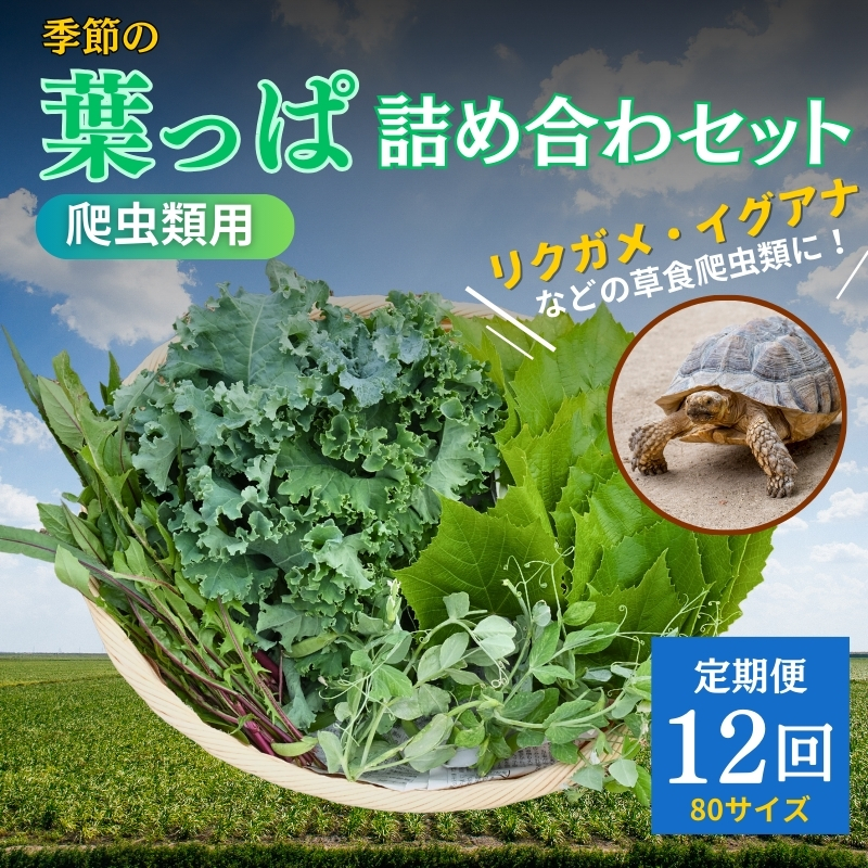 爬虫類用】季節の葉っぱ詰め合わせ【80サイズ12回コース】（京都府南丹
