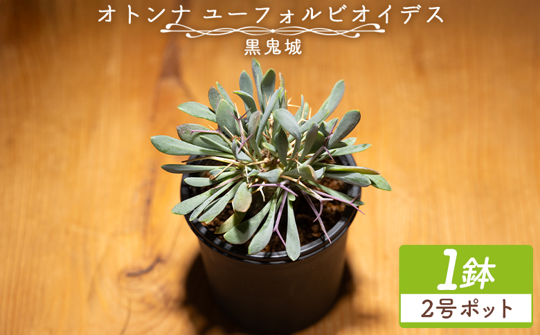 塊根植物 黒い鉢 植物　イボオオハマボウ 塊根植物 黒い鉢 植物 イボオオハマボウ 【公式通販】
