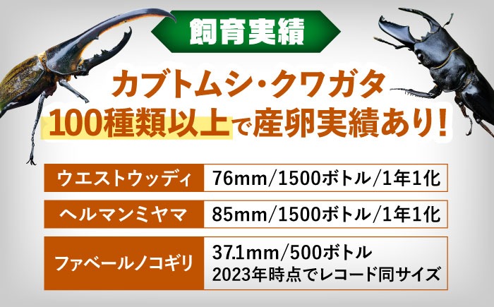 カブトムシ クワガタ 幼虫飼育産卵マット 愛西市 / 艶麗[AEDD005