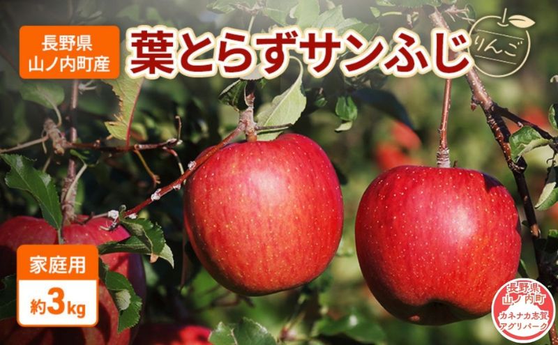 ふるさと納税 【2026年1月〜発送】葉とらずりんご サンふじ 訳あり
