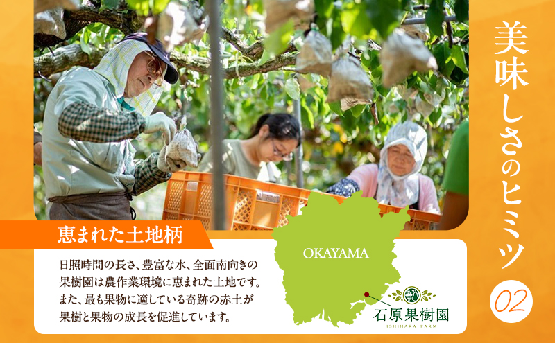 梨 2026年 先行予約 あたご梨 3～9玉 合計約4kg 化粧箱【11月下旬～12