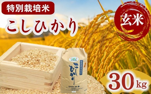 コシヒカリ（特別栽培米）玄米 30㎏【002115C】（三重県松阪市