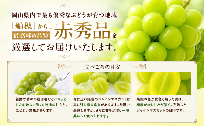 ぶどう 2026年 先行予約 定期便 赤秀ぶどう プレミアム シャイン