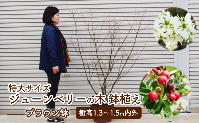 苗木 特大サイズ ジューンベリーの木 鉢植え ブラウン鉢 1個 植物