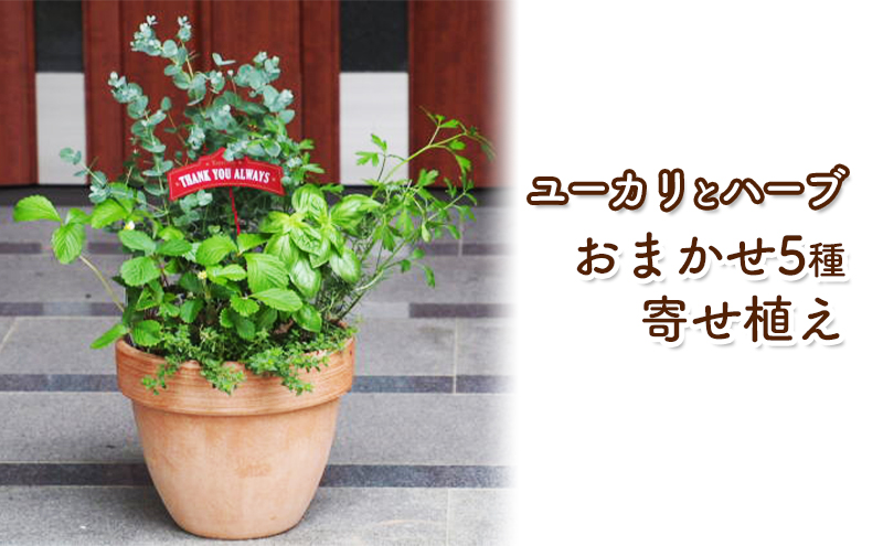 ユーカリとハーブ5種 寄せ植え テラコッタ鉢 24cm 植物 ガーデン