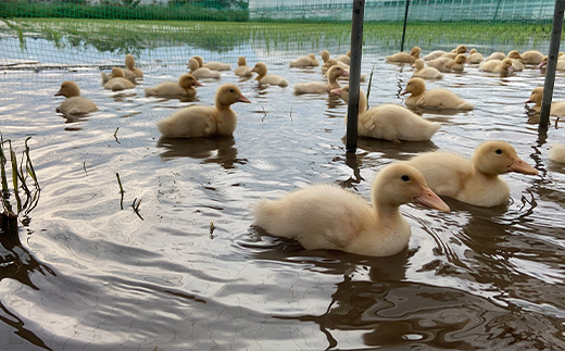令和7年産 新米 有機栽培米コシヒカリ 石川県加賀市産（合鴨米）精米