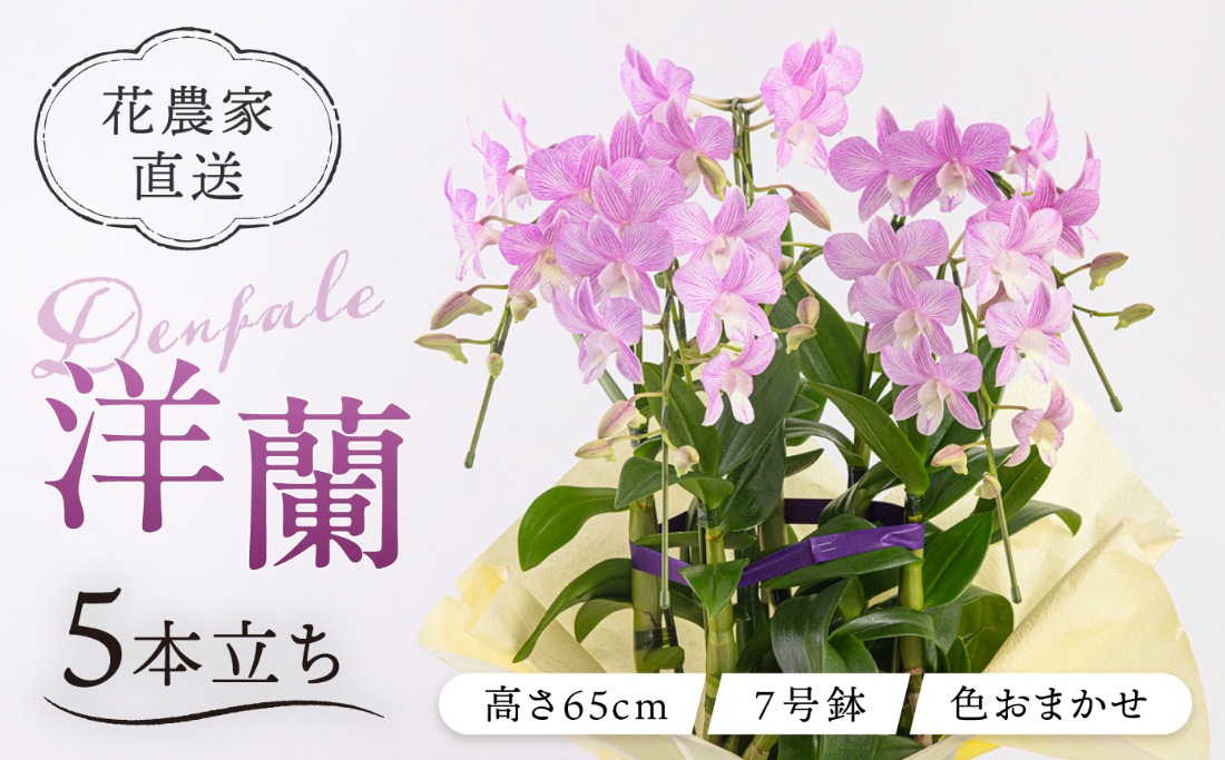 30セット 限定 】 デンファレ （ 洋蘭 ） 5本 立ち 《糸島》【和饗エコ