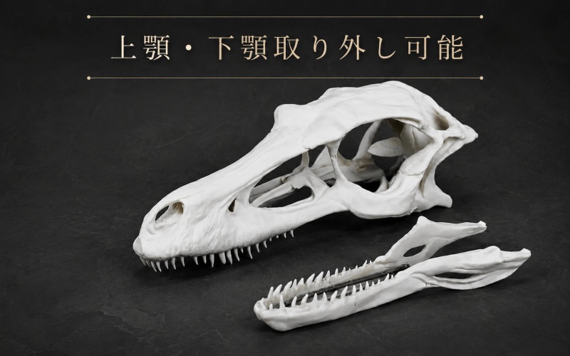 エウオプロケファルス　頭骨レプリカ 頭骨 レプリカ ヴェロキラプトル 原寸大 / 標本 コレクション