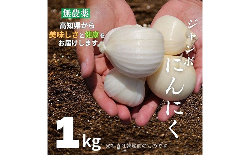 ジャンボにんにく. 生にんにく. 20kg 先行予約】ジャンボにんにく 1kg 無農薬 国産 野菜 家庭用