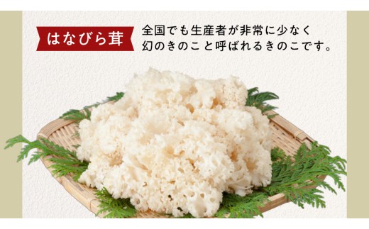 きのこ の 詰め合わせ Sサイズ ( 約1kg ) （茨城県共通返礼品：城里町