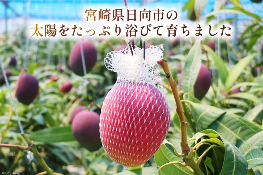 2026年夏発送】 訳あり 宮崎 完熟 マンゴー 家庭用 3L×2玉 [宮崎