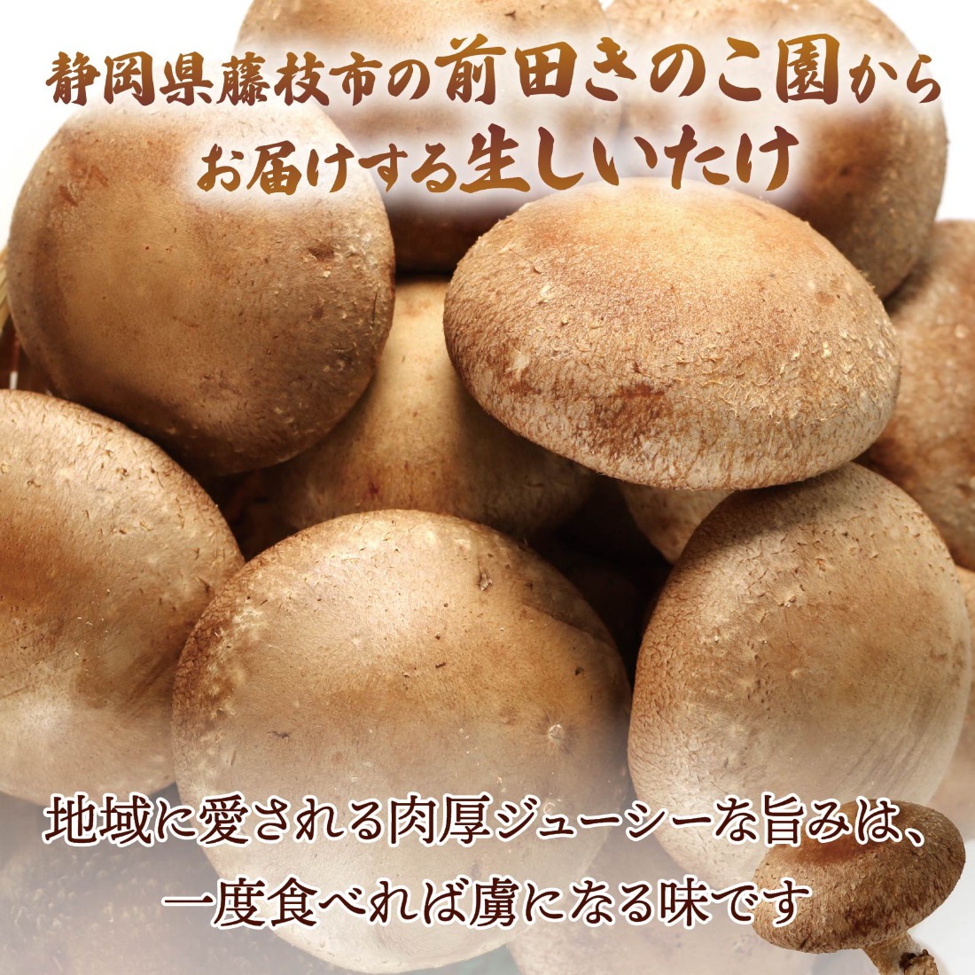 しいたけ 生しいたけ 約1kg 前田きのこ園 椎茸 シイタケ 肉厚