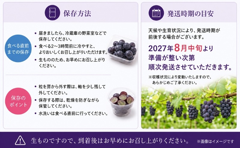 ピオーネ 保存方法と2027年8月中旬からの発送案内