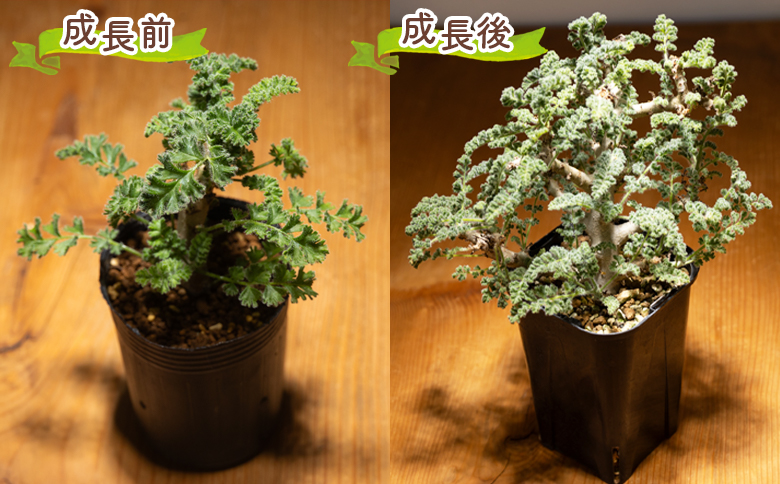 多肉植物 アルテルナンス ペラルゴニウム - 植物 インテリア