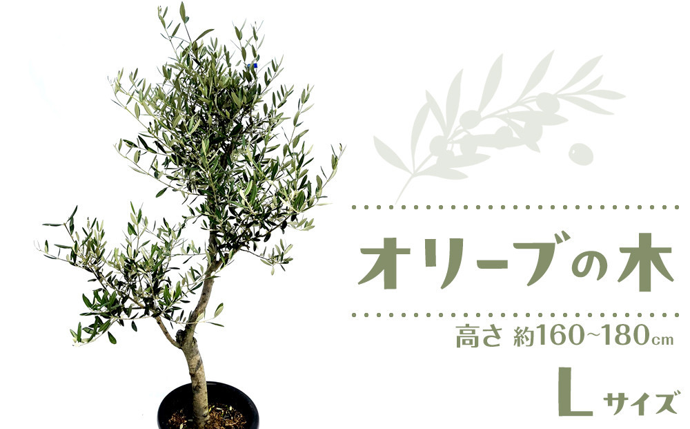 オリーブの木 Lサイズ 高さ約160～180cm 372013_KB001（香川県高松市