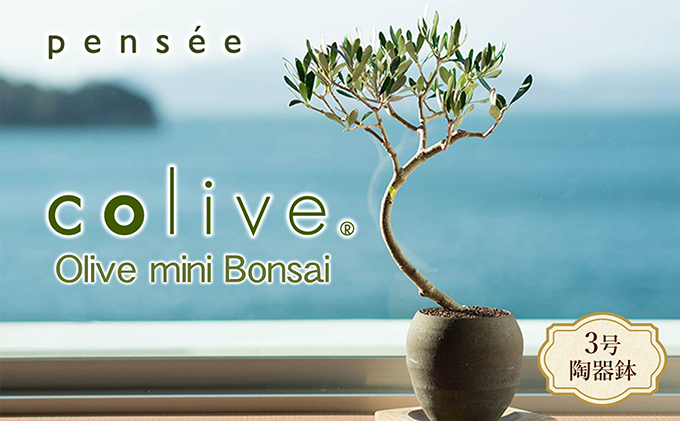 マ*フ様 オリーブ ミニ盆栽 N/OH 鉢付き 小豆島 】オリーブのミニ盆栽 olive（ コリーブ ） 植物 観葉植物