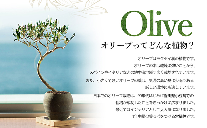 小豆島 】オリーブのミニ盆栽 olive（ コリーブ ） 植物 観葉植物