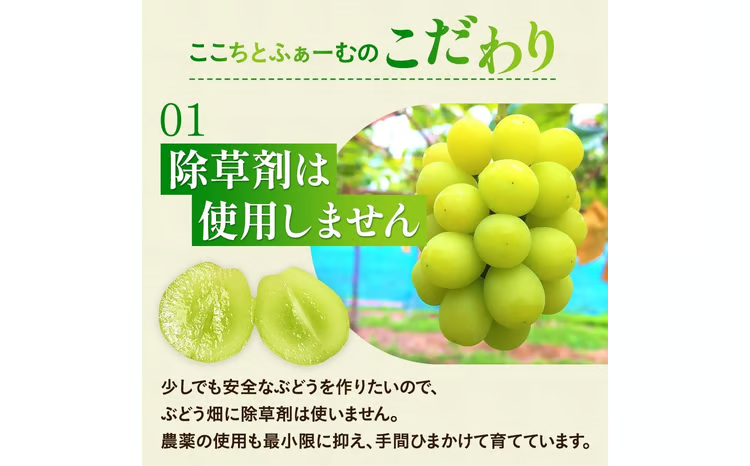2026年先行予約】 小さなぶどう園の シャインマスカット ご家庭用 2～3