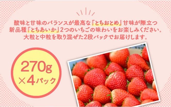 大徳用『順次3月2～4日発』チビいちご（栃木とちあいか）約4.3kg　10 大徳用『順次3月2～4日発』チビいちご（栃木とちあいか）約4.3kg